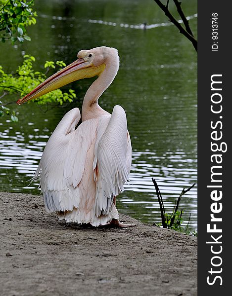 Great white pelican on the Water. Great white pelican on the Water