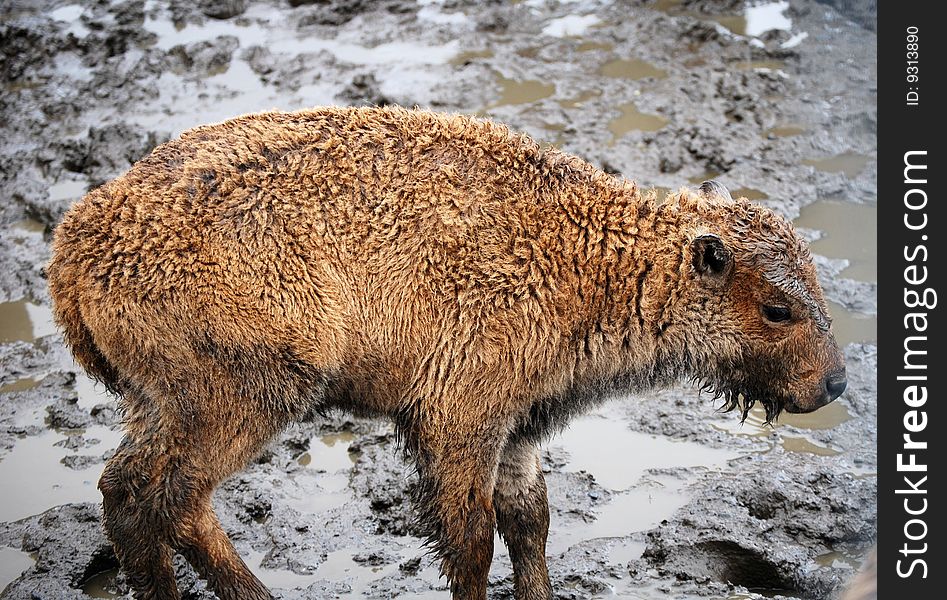 Baby buffalo in a muddy field in Alaska