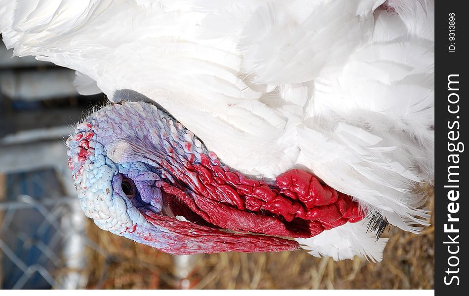 White turkey in a barnyard in Alaska