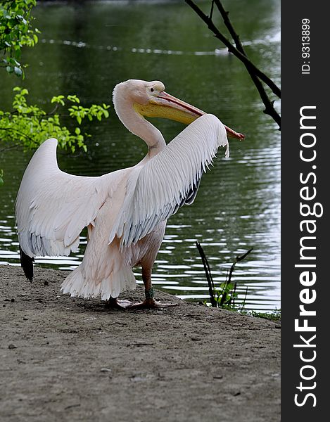 Great white pelican on the Water. Great white pelican on the Water