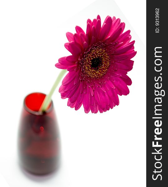 Pink gerbera isolated on white background. Pink gerbera isolated on white background.