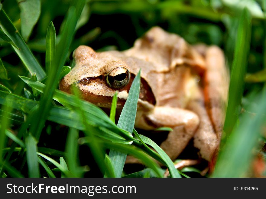 A bronze coloured toad sitting in the grass, looking into the camera.