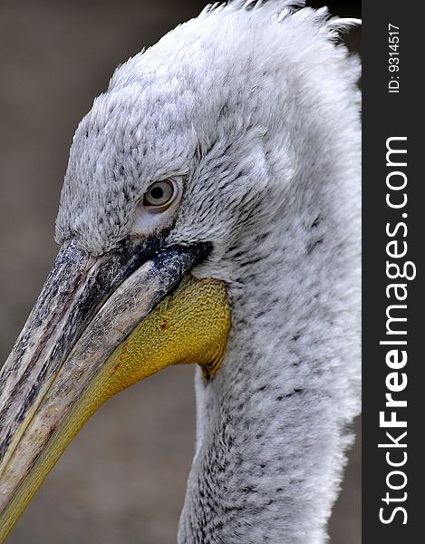 Great White Pelican - Pelecanus Onocrotalu