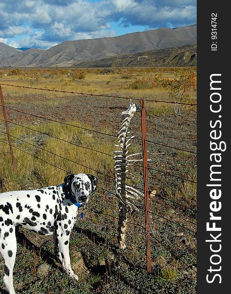 Dalmation dog checking out sheep skeleton hung on fence. Dalmation dog checking out sheep skeleton hung on fence