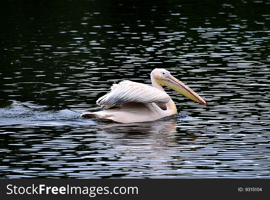 Great white pelican in water. Great white pelican in water