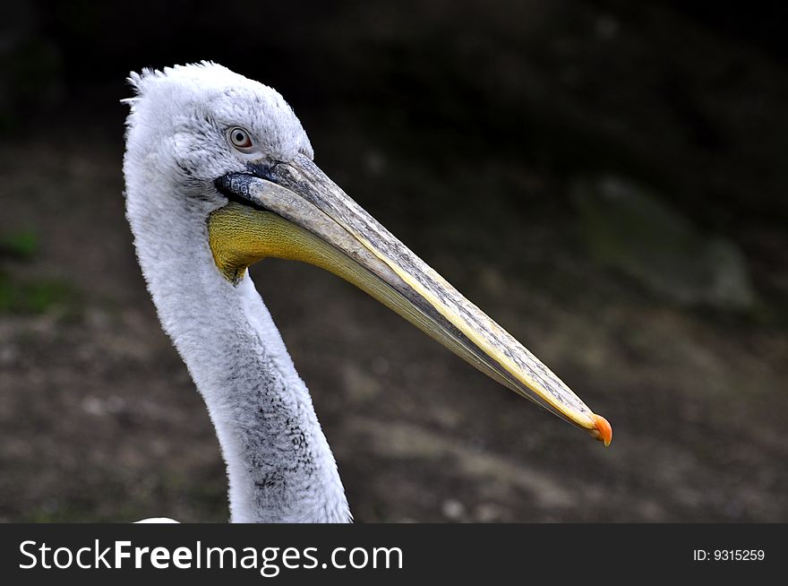 Great white pelican detail portrait. Great white pelican detail portrait