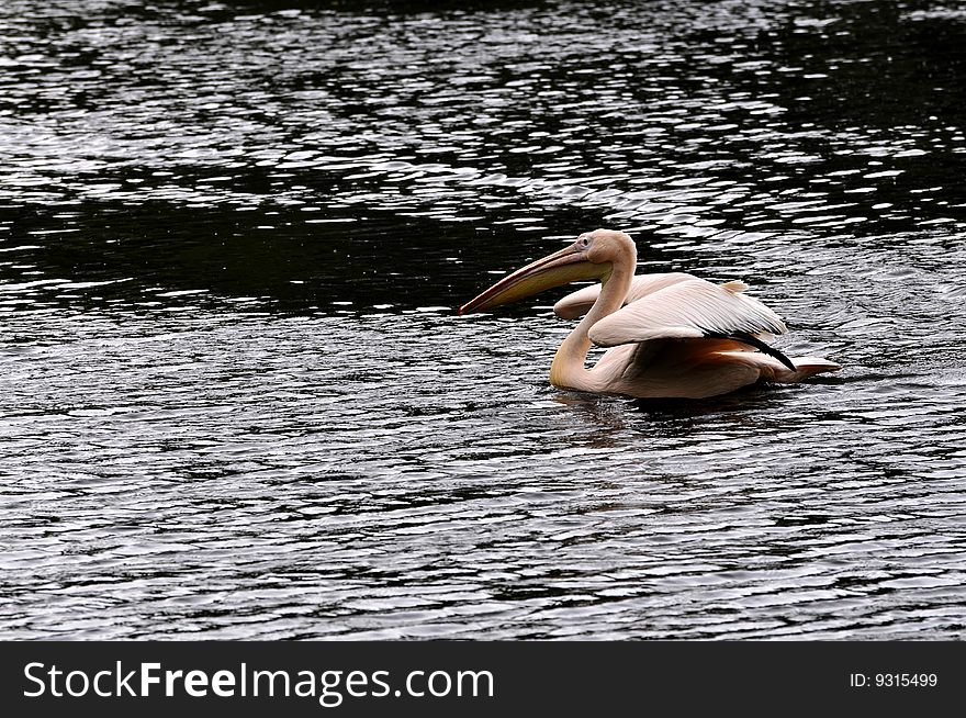 Great white pelican in water. Great white pelican in water
