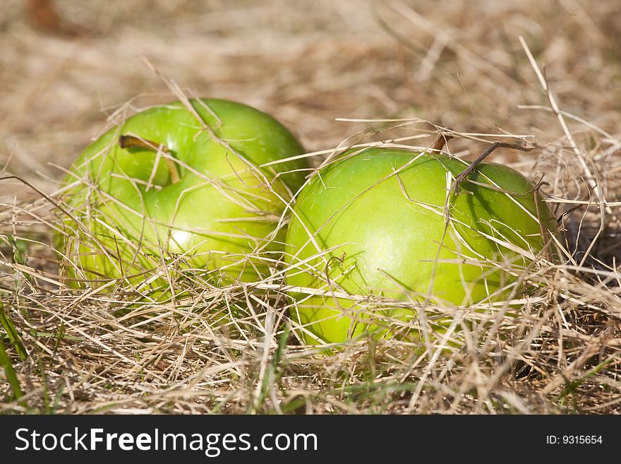 Green apples in a garden in a last year's grass