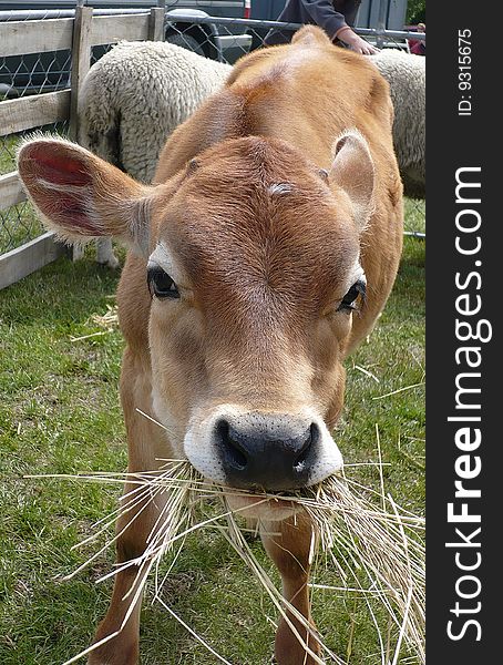 Jersey calf munching on straw