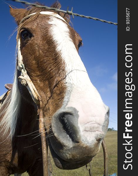 A beautiful horse on a green field with a bright blue sky, behind a barbed wire fence, on wide angle photograph. A beautiful horse on a green field with a bright blue sky, behind a barbed wire fence, on wide angle photograph.