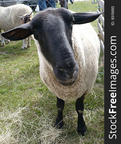 Black faced sheep peering into camera. Black faced sheep peering into camera