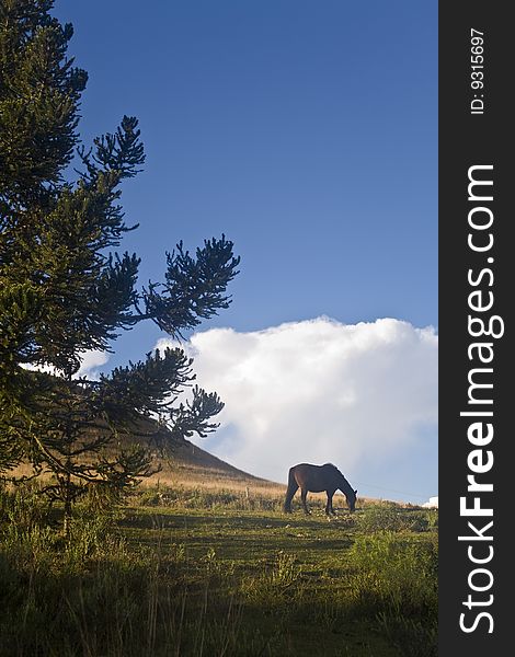 A beautiful horse on a green field with a bright blue sky and pine tree. A beautiful horse on a green field with a bright blue sky and pine tree.