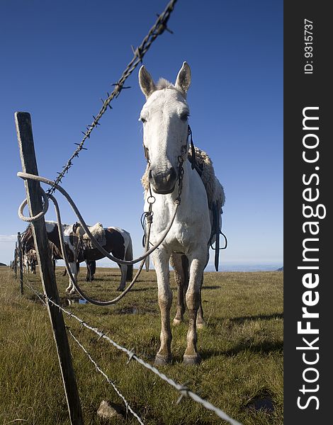 A beautiful horse on a green field with a bright blue sky, behind a barbed wire fence, on a wide angle photograph. A beautiful horse on a green field with a bright blue sky, behind a barbed wire fence, on a wide angle photograph.