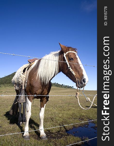 A beautiful horse on a green field with a bright blue sky, behind a barbed wire fence. A beautiful horse on a green field with a bright blue sky, behind a barbed wire fence.