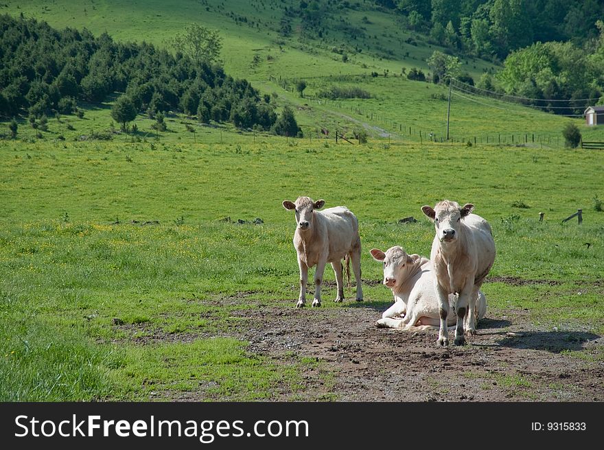 Three cows in the pasture with one sitting all looking at camera