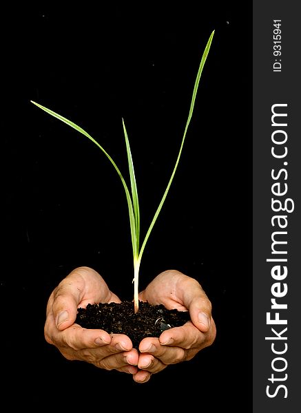 Hands with a sedge plant isolated on black background