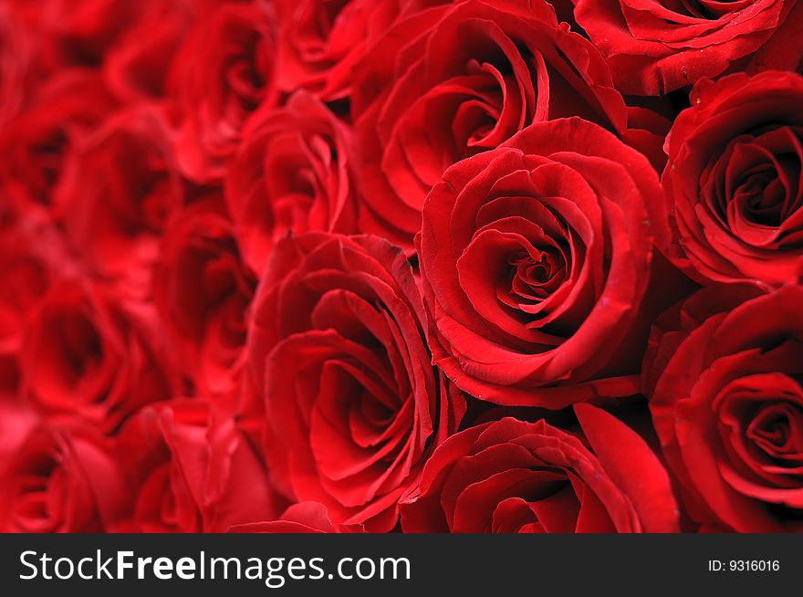 Close up of beautiful red rose. Close up of beautiful red rose