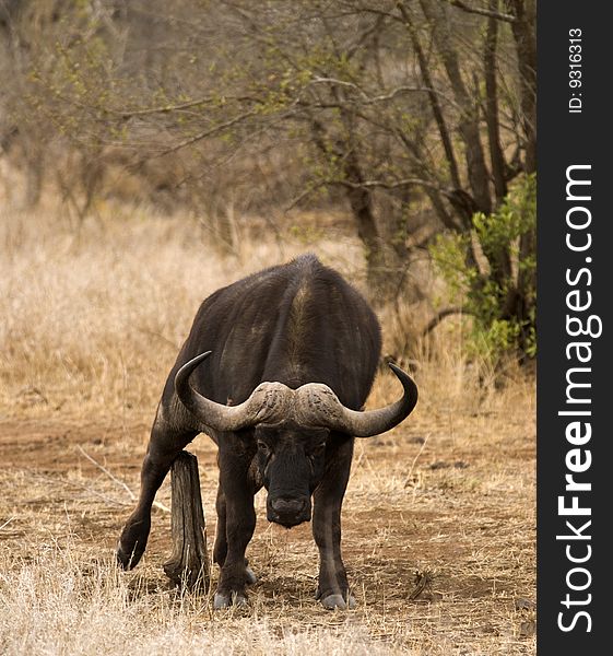 Buffalo scratching on a tree stump.