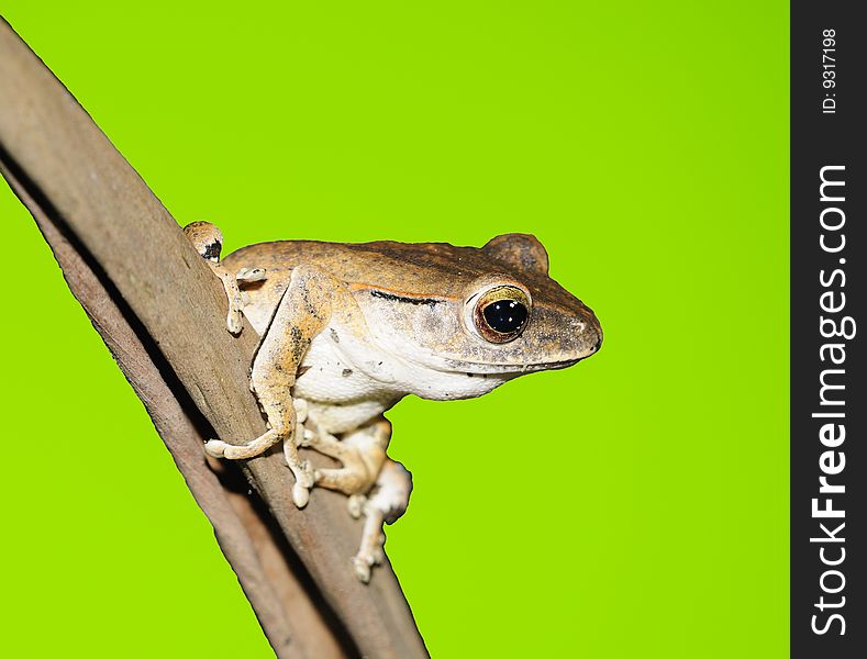 Tree frog on green background