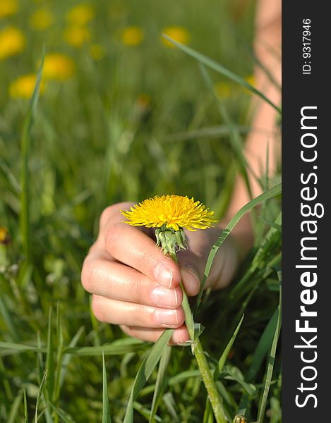 Hand catching a dandelion from the dandelion field