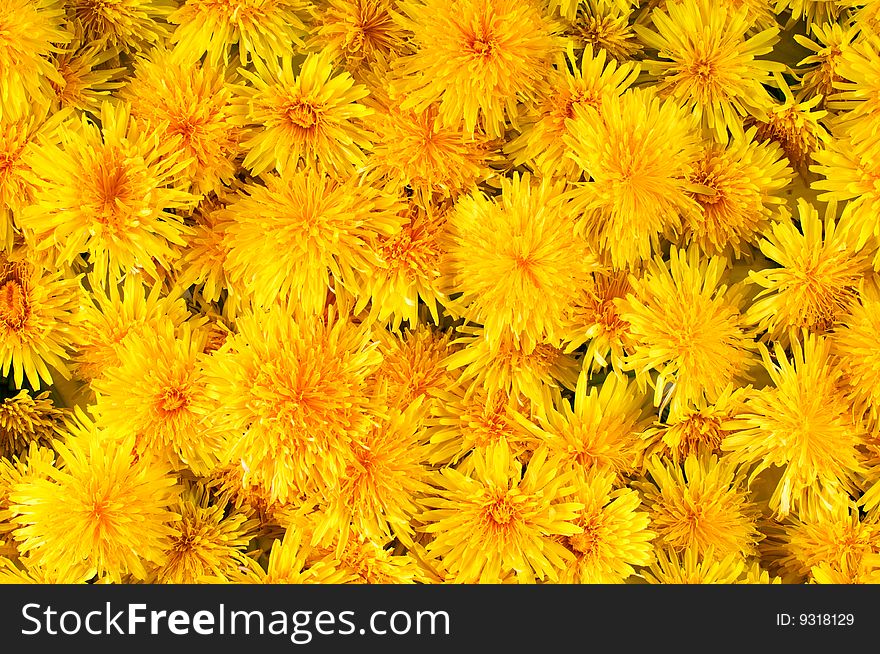 A lot of fresh yellow flowers dandelions for the background