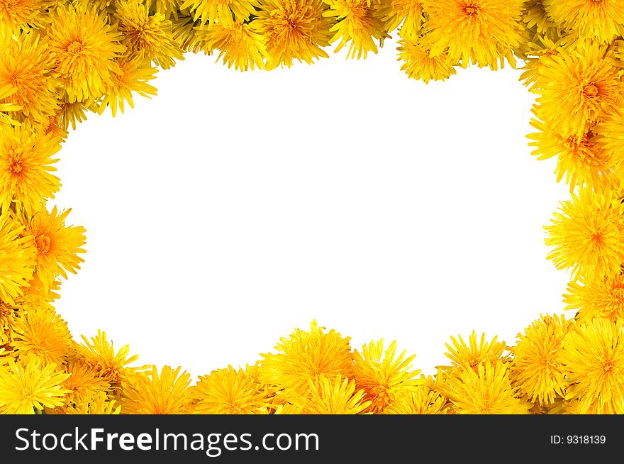 Frame of fresh yellow flowers dandelions with clipping path. Frame of fresh yellow flowers dandelions with clipping path