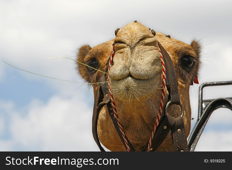 Head on shot of a camel chewing on a stem of grass