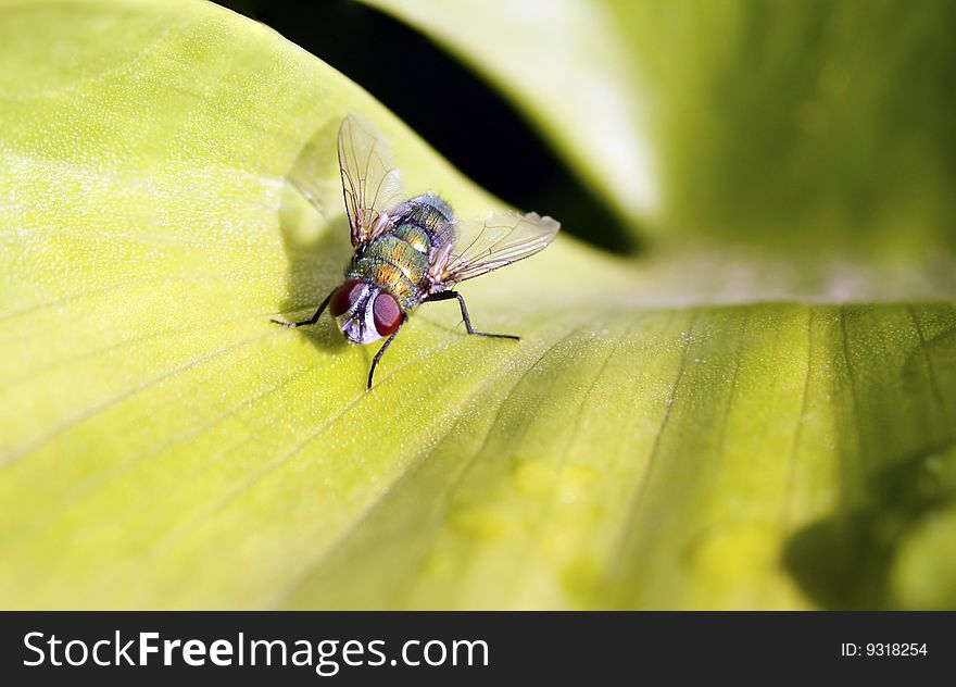 African sarcophaga fly resting on a bright green leaf