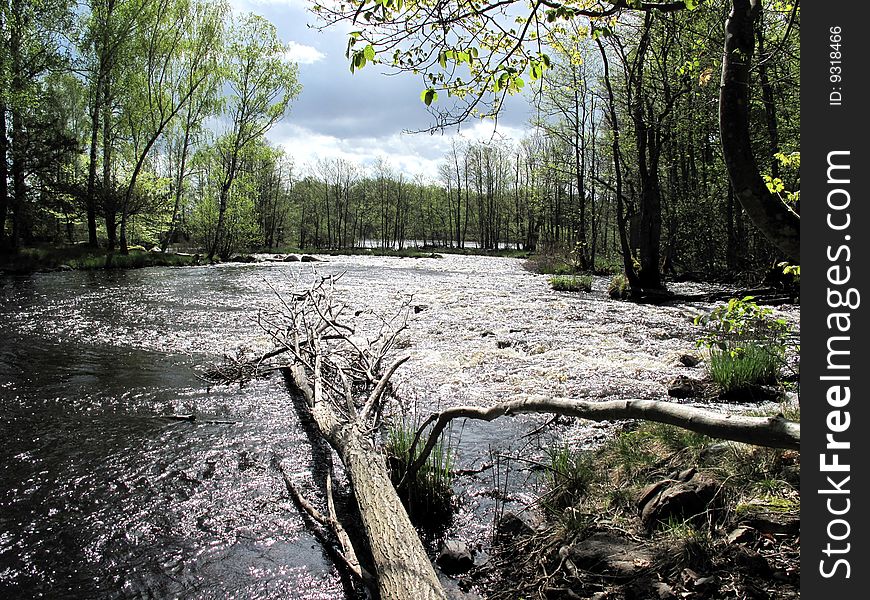 In the spring wood this backlighted river flows away. In the spring wood this backlighted river flows away