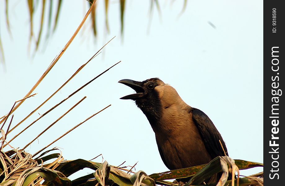 Black crow is singing song