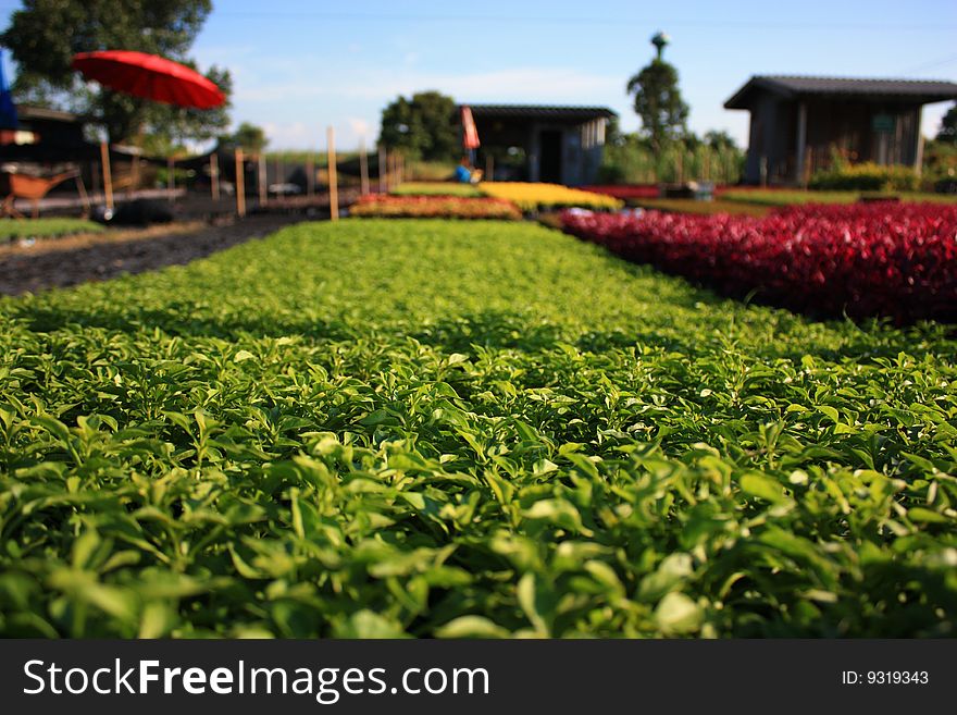 Flowers Village In Thailand