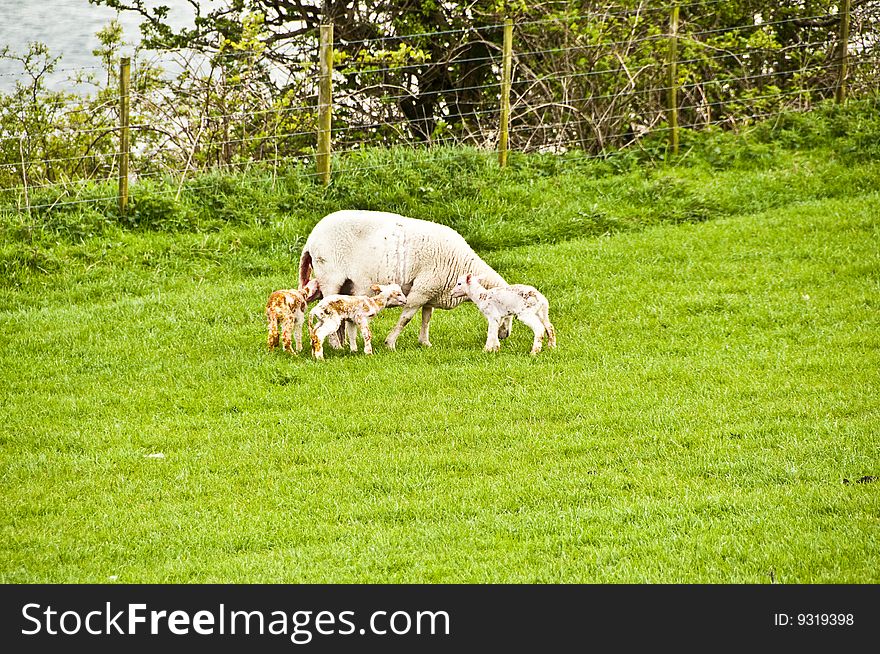 Sheep just given birth to 3 Lambs all standing but messy