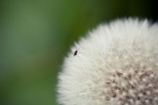 Dandelion In Macro Perspective Stock Images Dandelion In Macro Perspective Stock Images