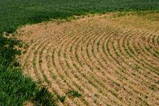 Rows Of Crops Stock Image Rows Of Crops Stock Image