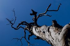 Lonely Tree Royalty Free Stock Photos Lonely Tree Royalty Free Stock Photos