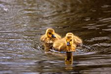 Ducklings Stock Images