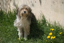 Romanian Shepherd Dog Stock Photography Romanian Shepherd Dog Stock Photography