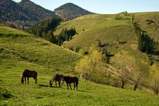 Horses Grazing Stock Photos Horses Grazing Stock Photos