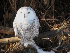 Snowy Owl Stock Photography