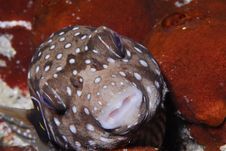 White Spotted Puffer Stock Image
