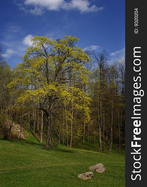 Blossoming maple, dark blue sky and green grass. Blossoming maple, dark blue sky and green grass