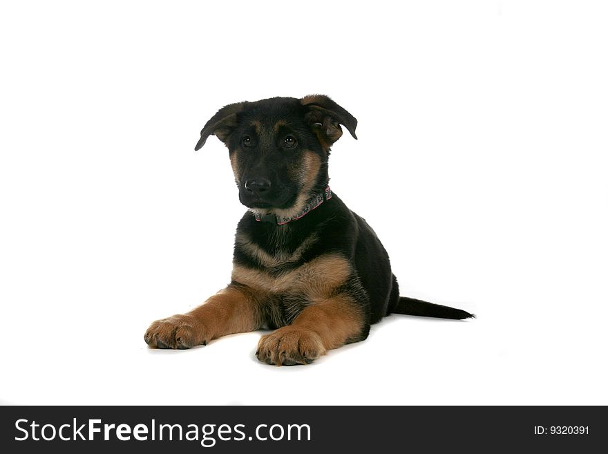 Cute brown and tan puppy on high key background. Cute brown and tan puppy on high key background