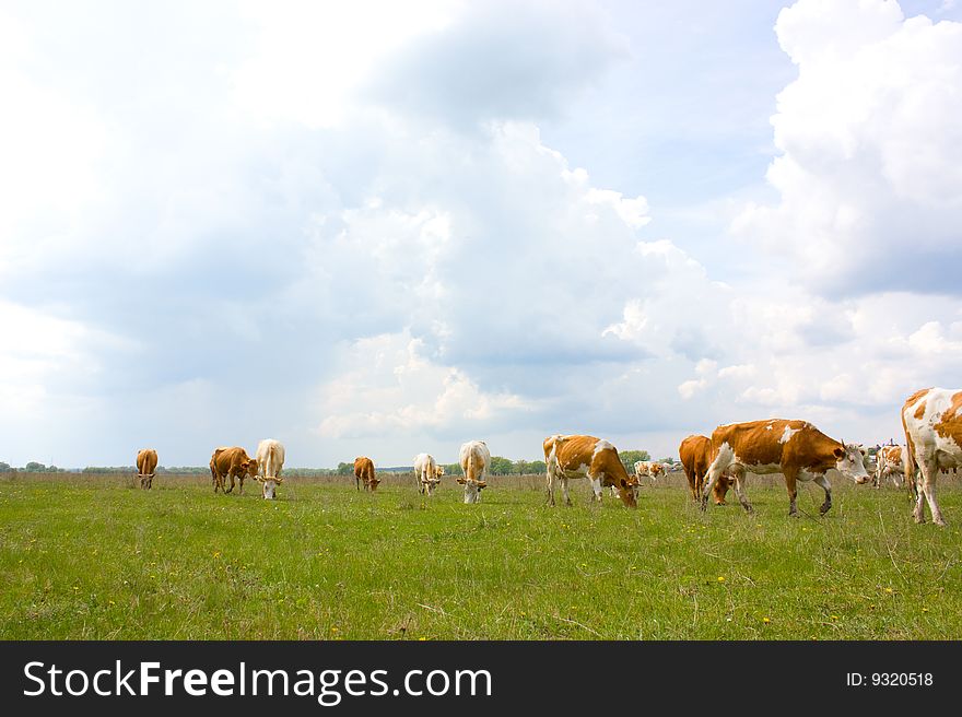 Photo on which grazed cows are represented