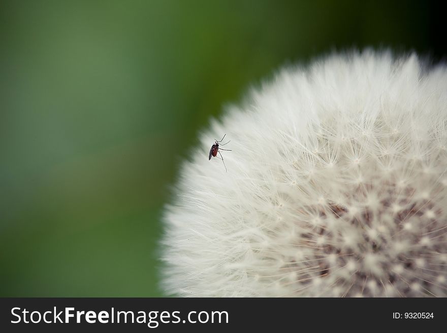 Dandelion in Macro Perspective with green background