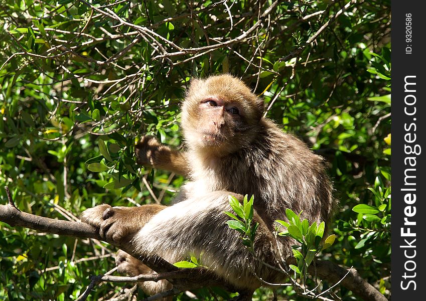 A Barbary Macaque enjoying the sun up a tree in Gibraltar. A Barbary Macaque enjoying the sun up a tree in Gibraltar.