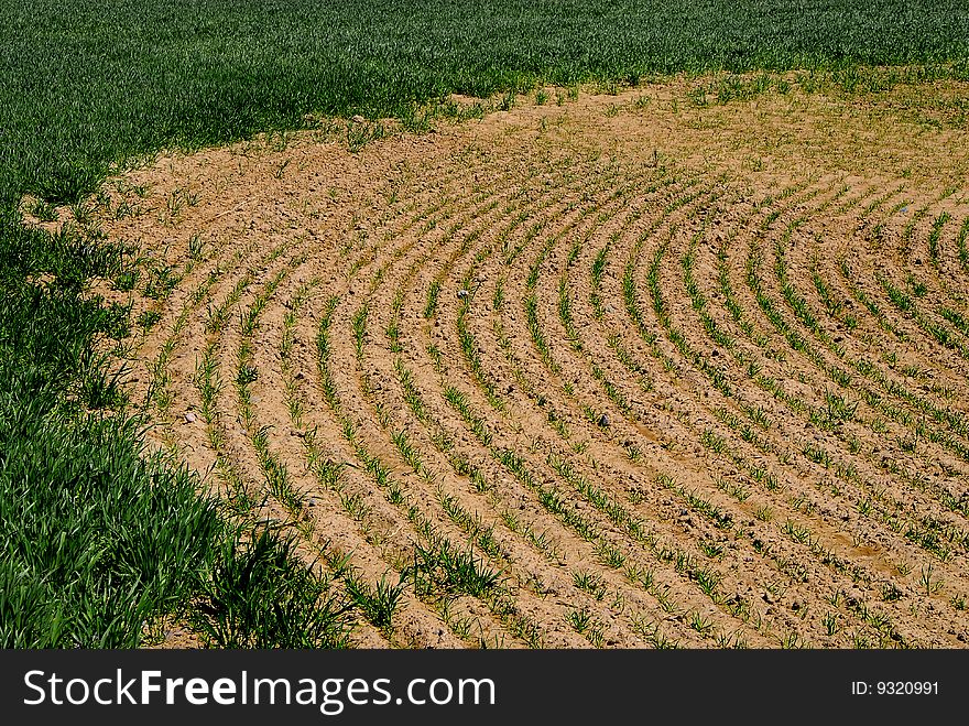 Rows of green crops growing in agricultural field. Rows of green crops growing in agricultural field