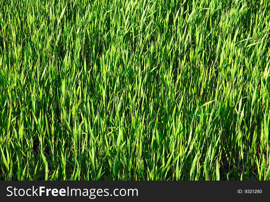 green grass nature texture background