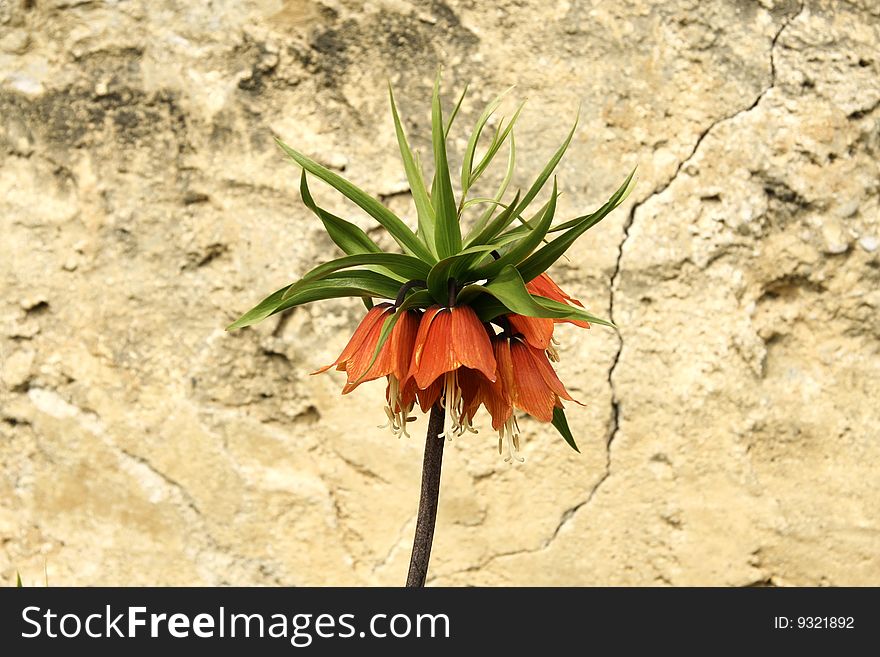 Fritillaria Imperialis Flower