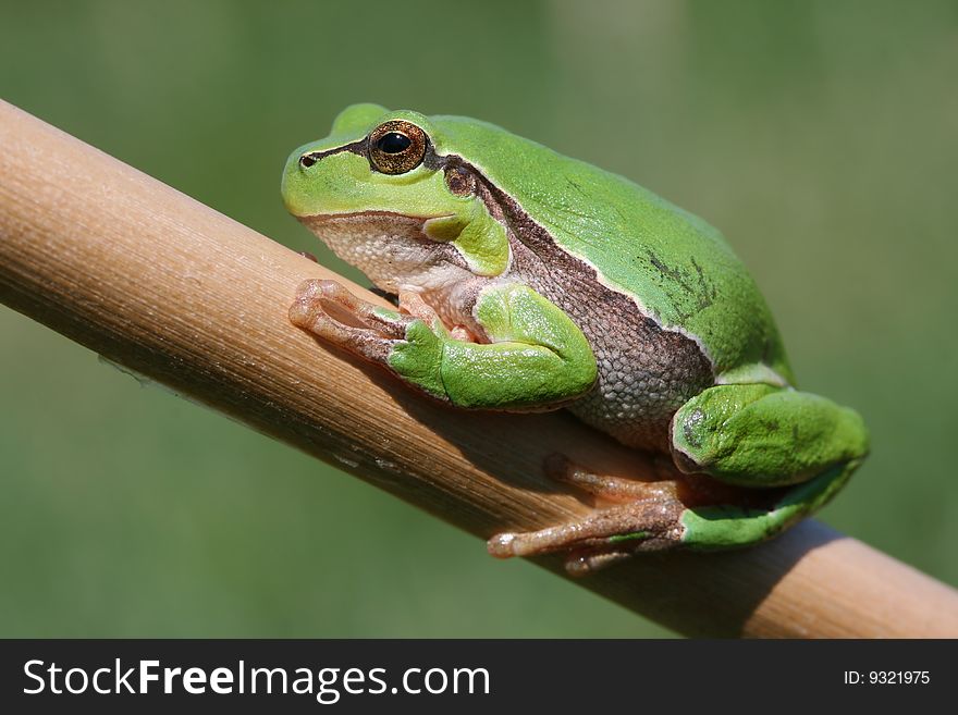 Green tree-frog sitting on stalk. Green tree-frog sitting on stalk