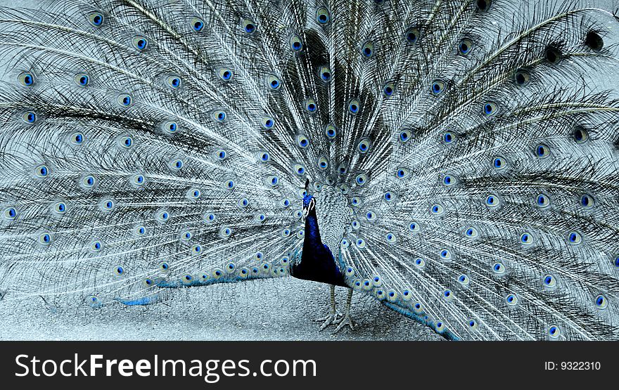 Male peacock displaying in blue. Male peacock displaying in blue